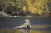 AMCCA Muscle Cars on the Murray 2019 (36) (800x533)